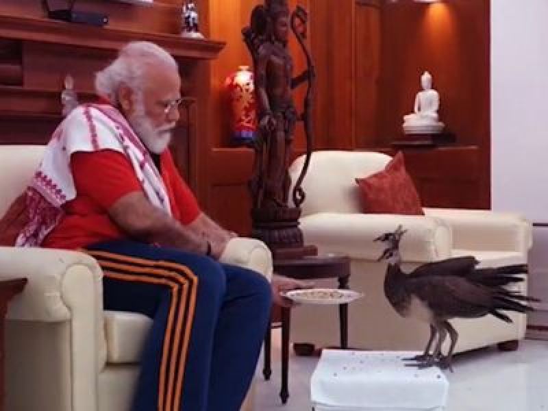  PM Modi Shares Video Of His Bond With Peacocks At His Residence