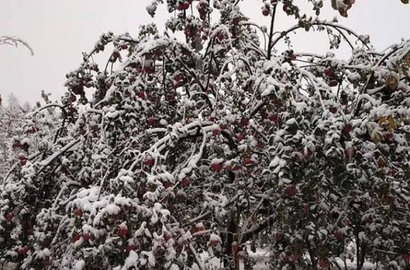   Snowfall in Kashmir damages apple orchards