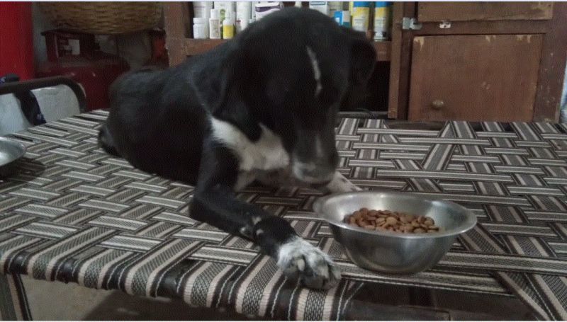 Gursikh family relies on speechless, unique initiative to take care of homeless