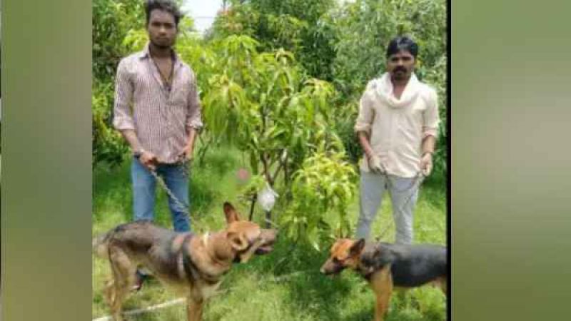 The owner kept 4 guards and 6 dogs to protect the mango worth Rs 2.5 lakh per kg