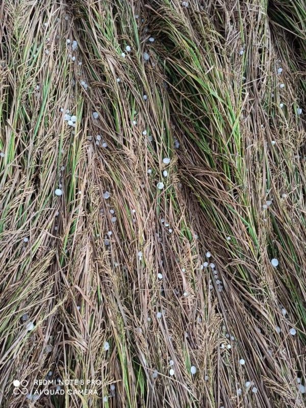  Unseasonal rains and hailstorms wreak havoc in Punjab