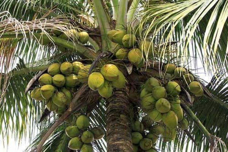 Coconut Farming