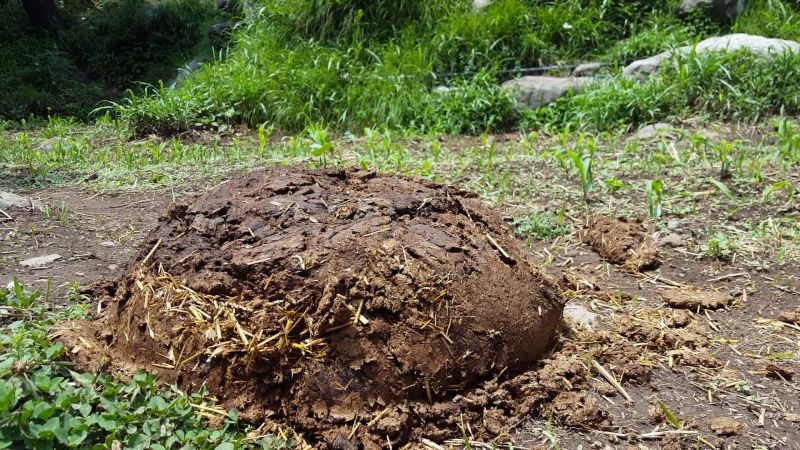 Organic Cow Dung