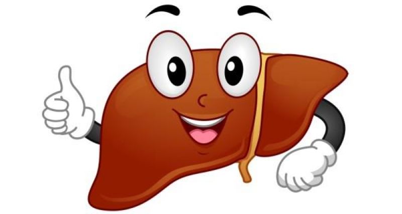 Healthy Liver