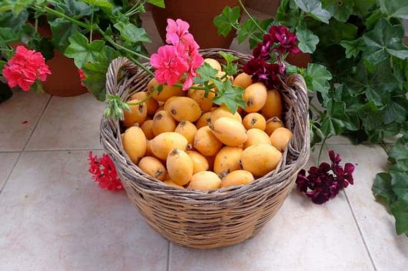 laquat fruit