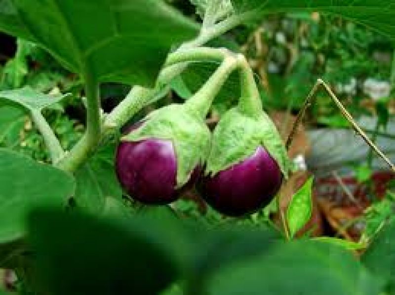  Cultivate Brinjal