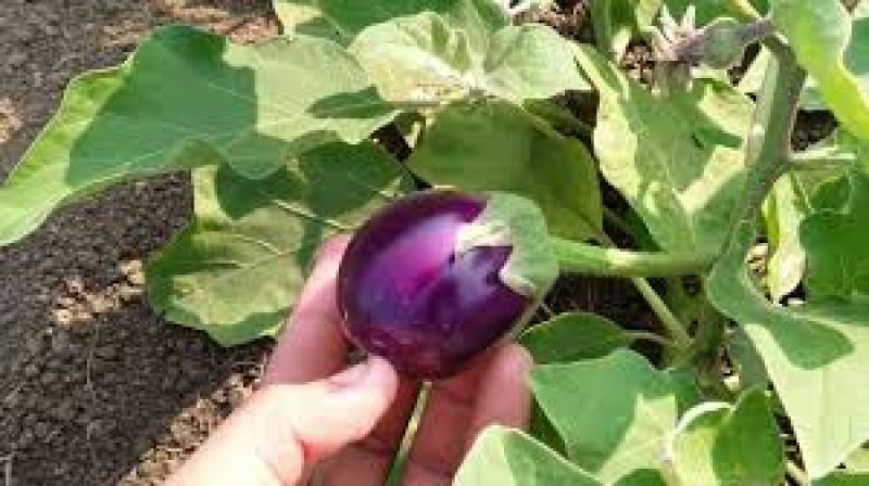  Cultivate Brinjal