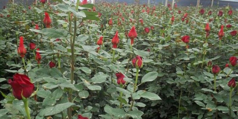  Rose Farming 