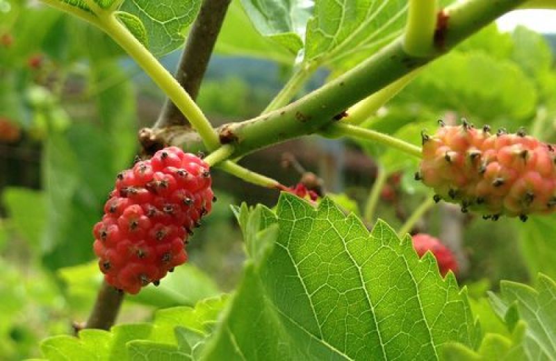 Mo mulberry cultivation