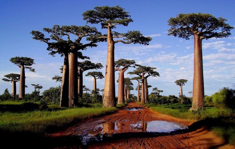 Baobab Tree