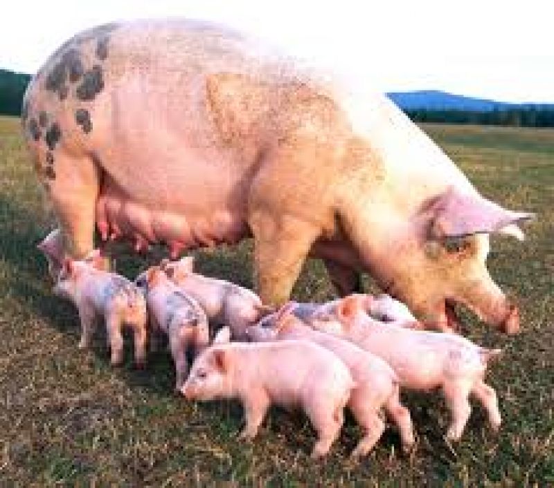 Pig farming