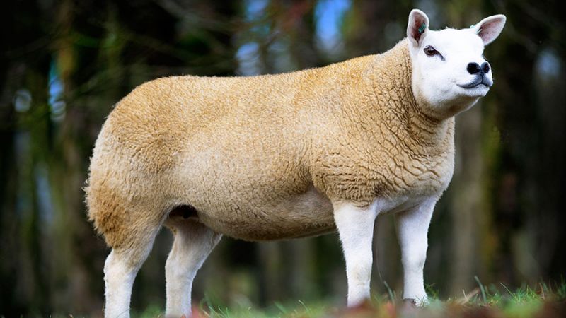 Texel sheep