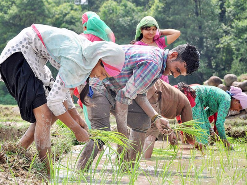 Basmati Rice Farming 