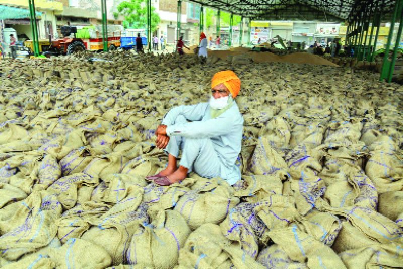 ਬਠਿੰਡਾ 'ਚ ਇਕ ਕਿਸਾਨ ਕਣਕ ਦੀਆਂ ਬੋਰੀਆਂ 'ਤੇ ਬੈਠਾ ਹੋਇਆ। ਪੀਟੀਆਈ