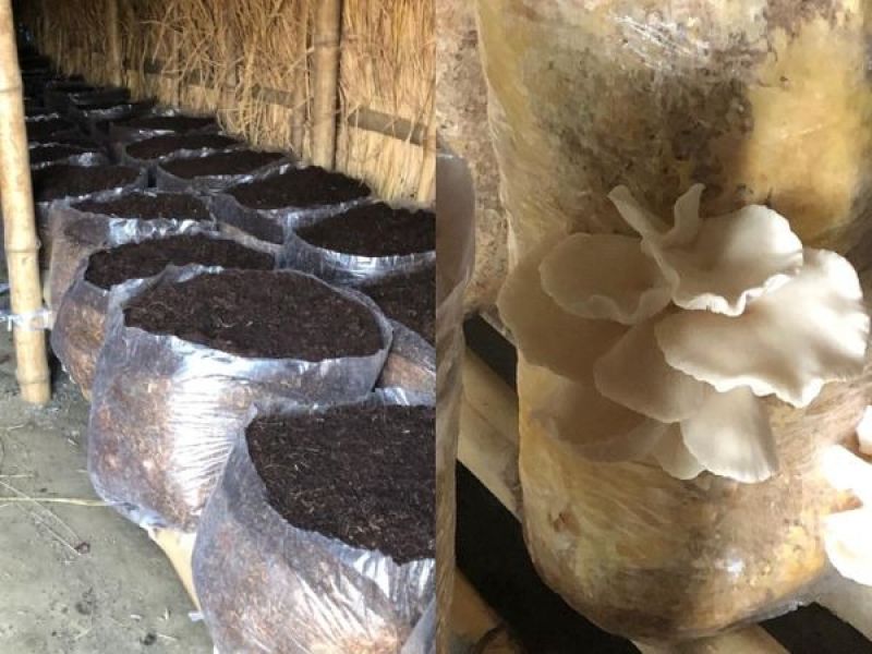 mushroom cultivation 