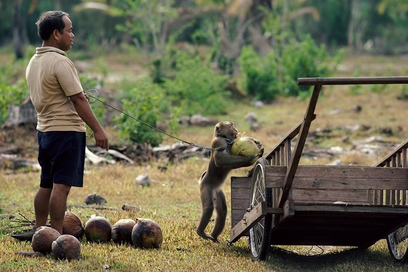 Thailand's coconut-picking monkeys