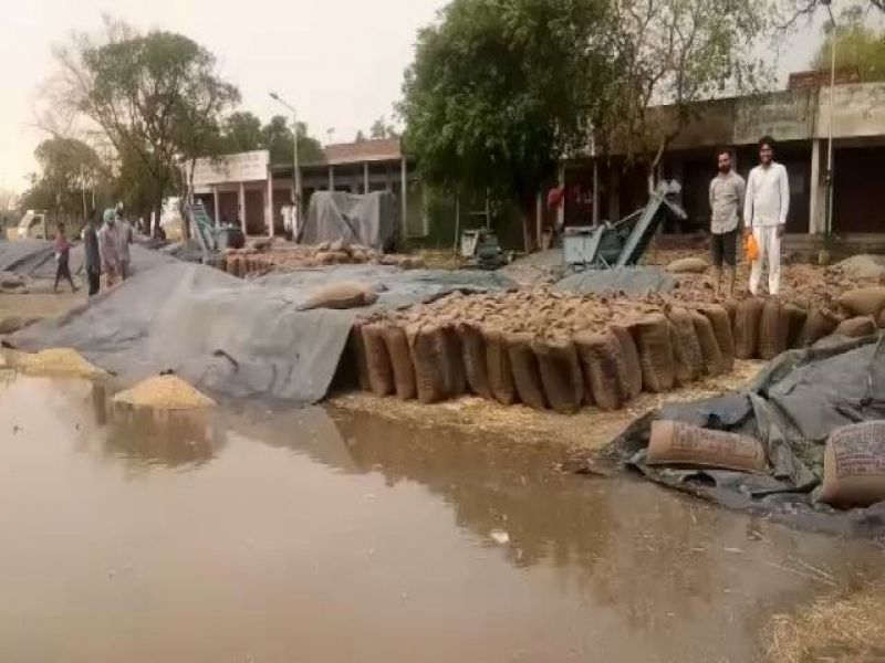 18 lakhs of wheat Waste due to Sukhbir's rally