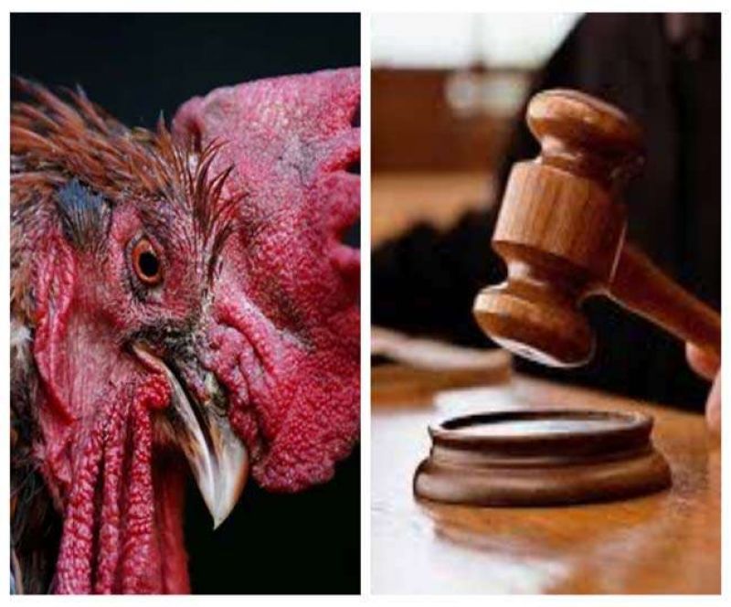 Rooster wins french court battle over right to make noise