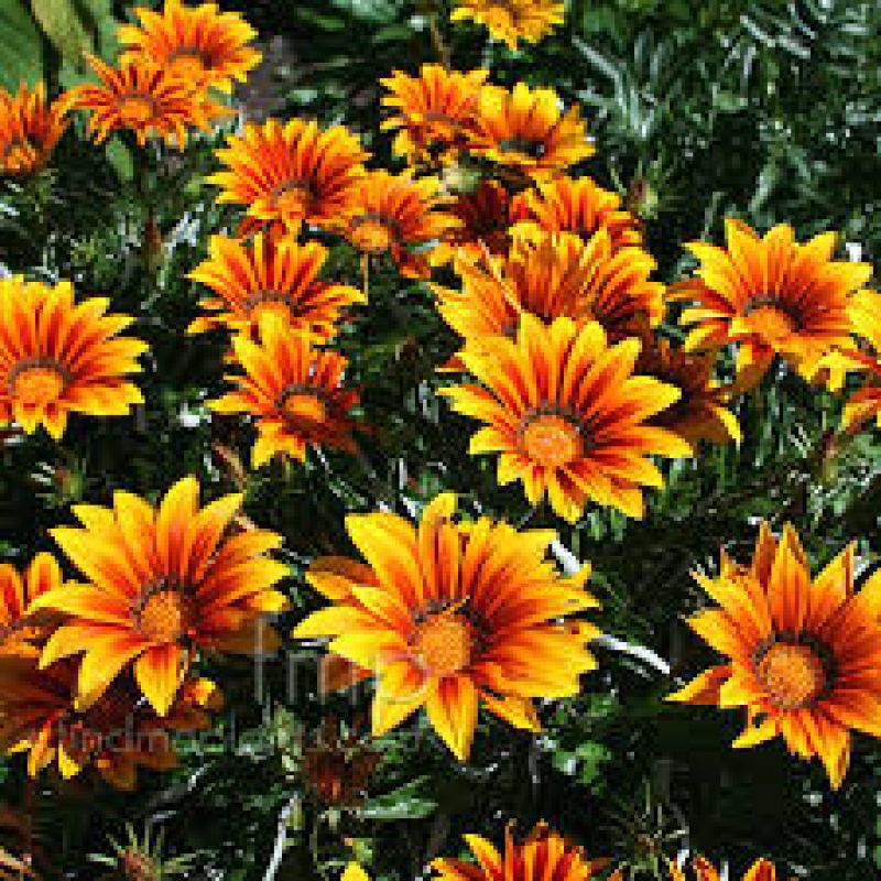 gazania