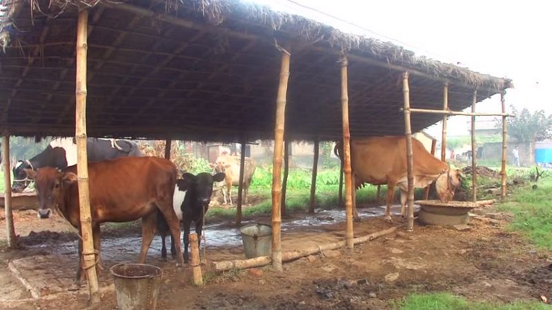 Indian cows