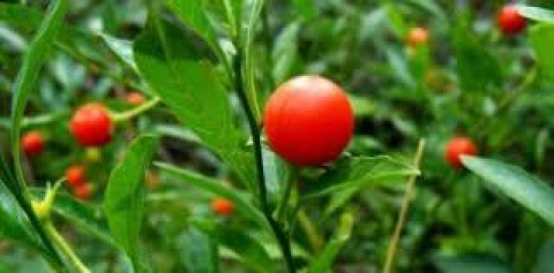  Cultivation of Ashwagandha