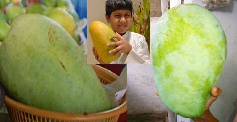 Noorjajan Mango 