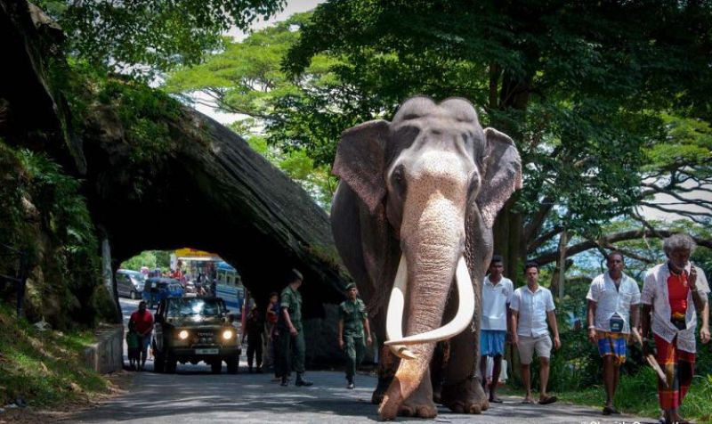 Nadungamuwa Raja Elephant security