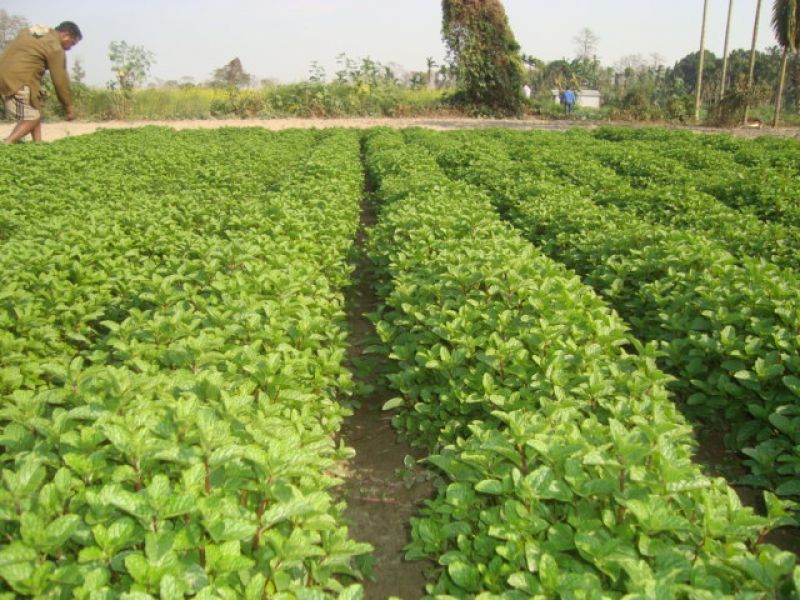 Mint Cultivation