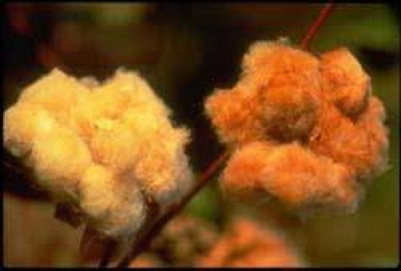Cotton