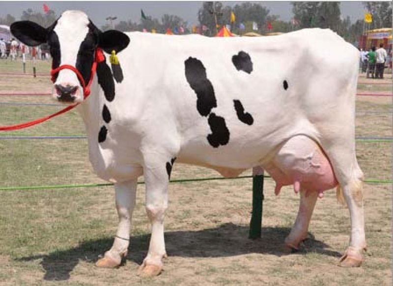 Cow