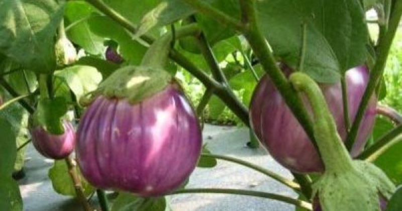  Cultivate Brinjal