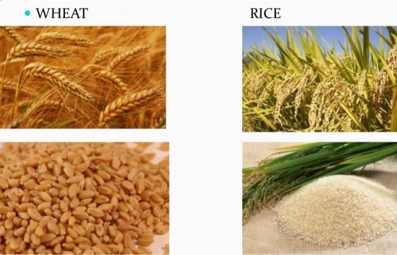 Declining rice and wheat yield 