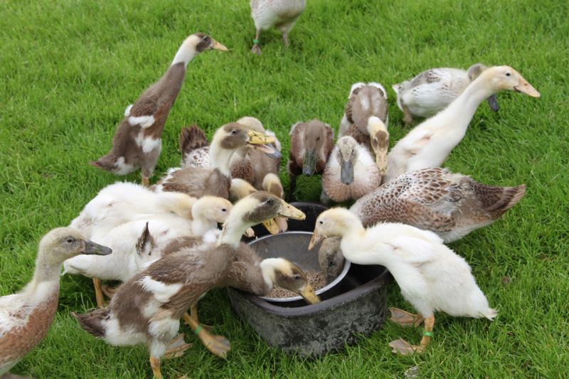 duck food