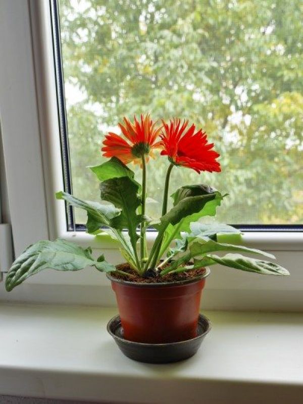 Gerber Daisy