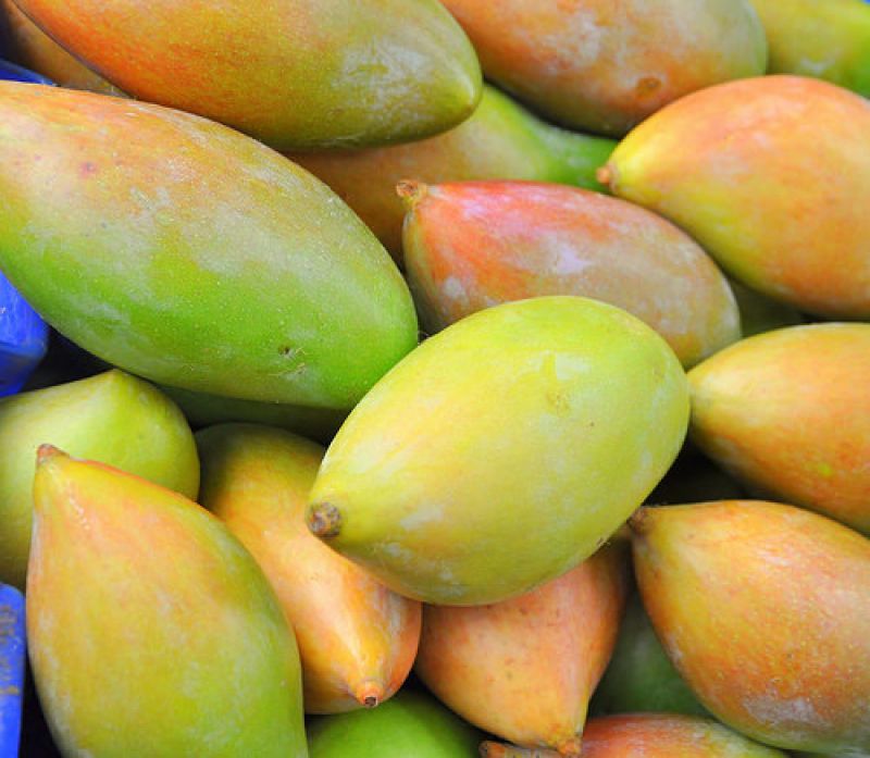 totapuri mango