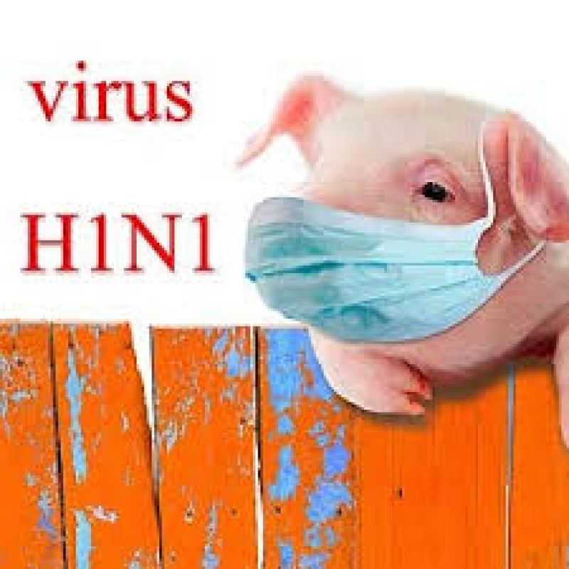 Swine Flu