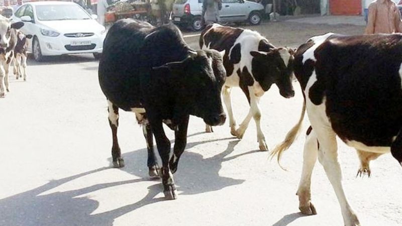 Strangers of stray cattle