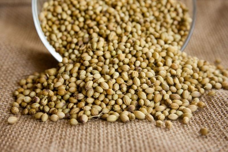Coriander