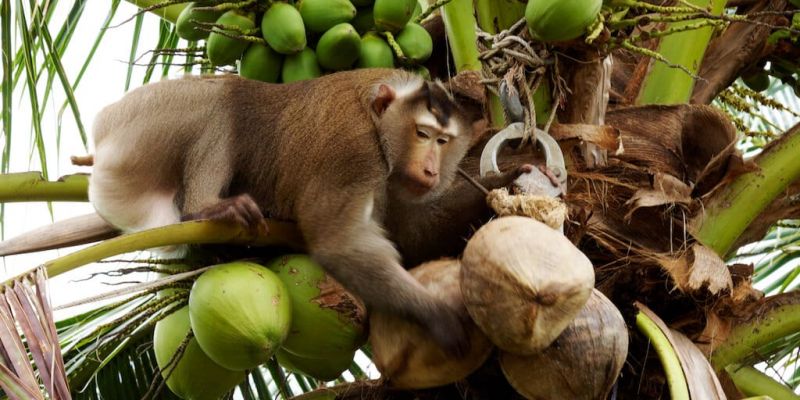 Thailand's coconut-picking monkeys