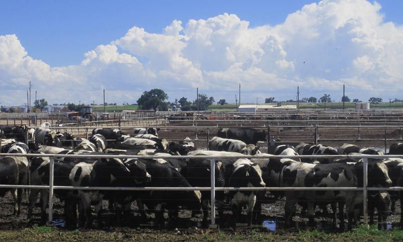  Helpful tips for farmers in the business of animal husbandry