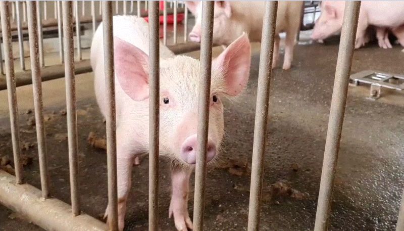 Pig farming can be beneficial for farmers