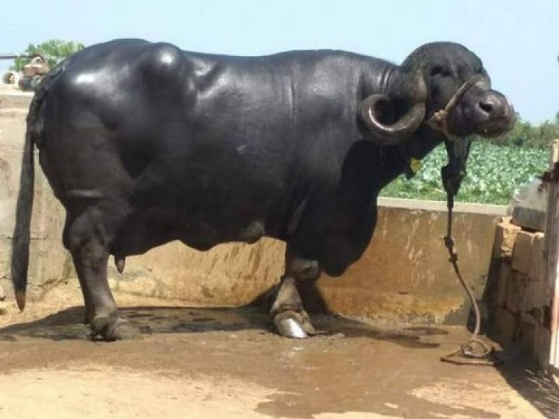 Jafrabadi Buffalo