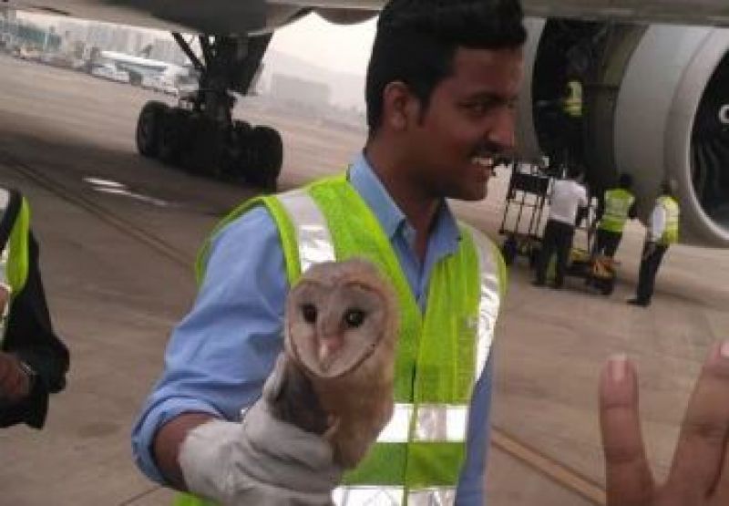  Owl in Jet Airway 