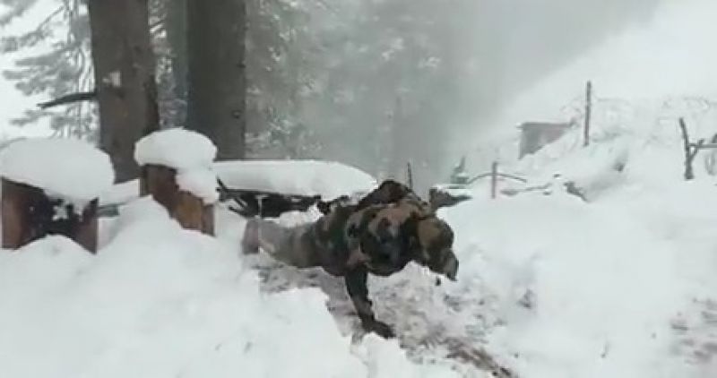  One Handed Push Ups by army official in snowfall, VIDEO viral