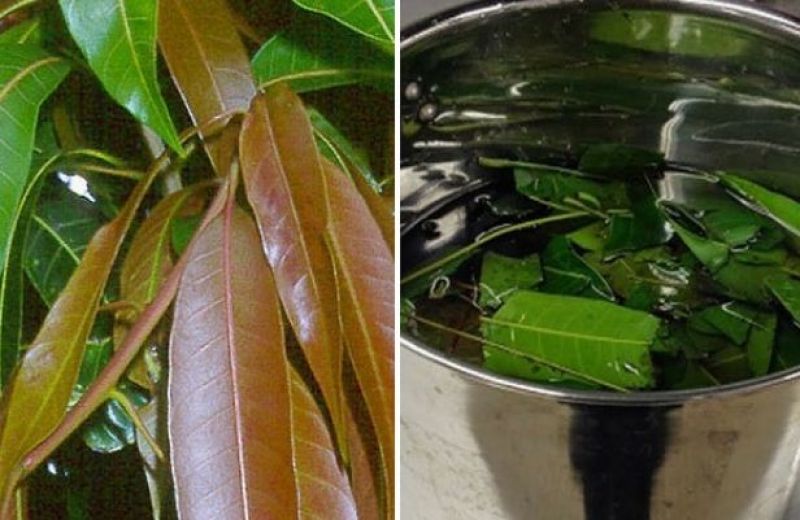Mango Leaves 