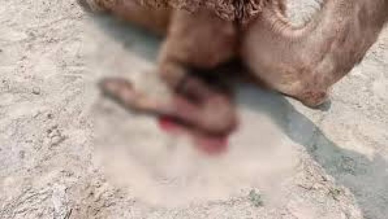 Forefeet chopped, 4-year-old camel baby axed to death by men in Rajasthan's Churu district