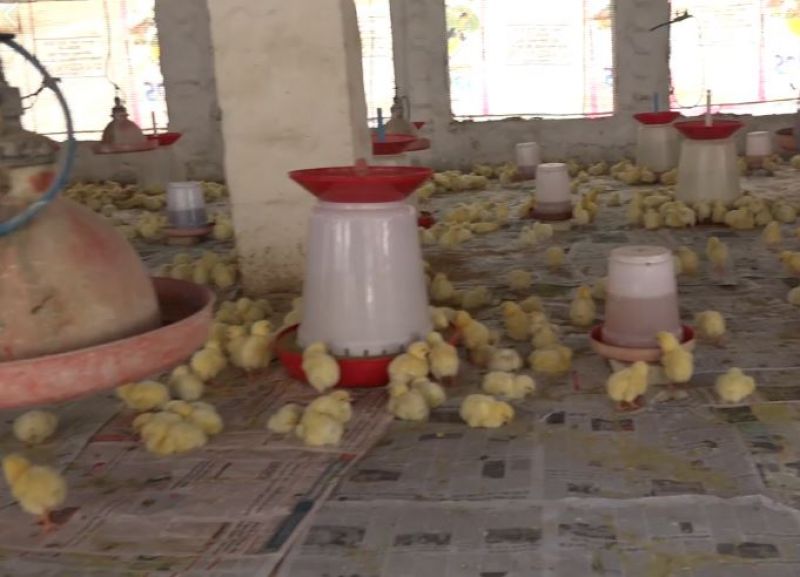Poultry Farm 