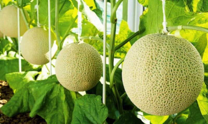 Melon Farming