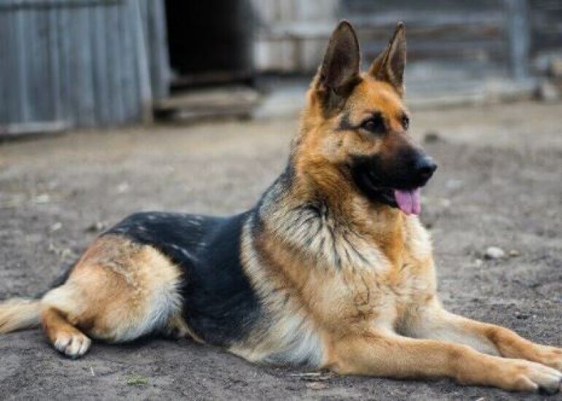 German Shepherd 