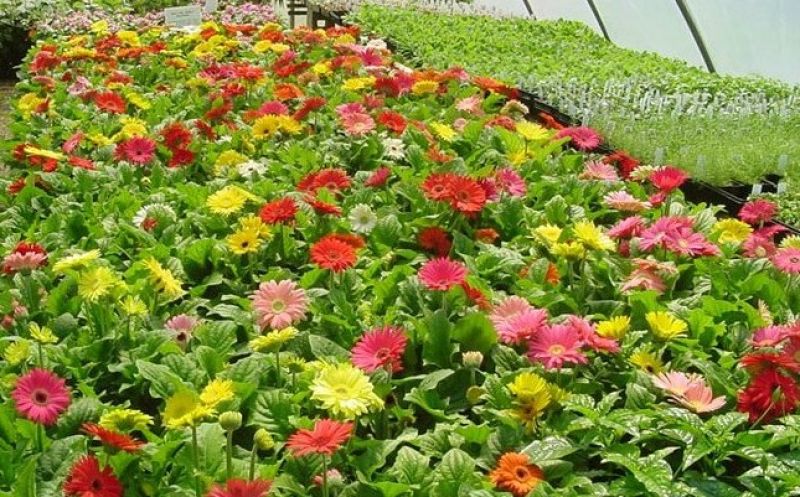 flowers farming